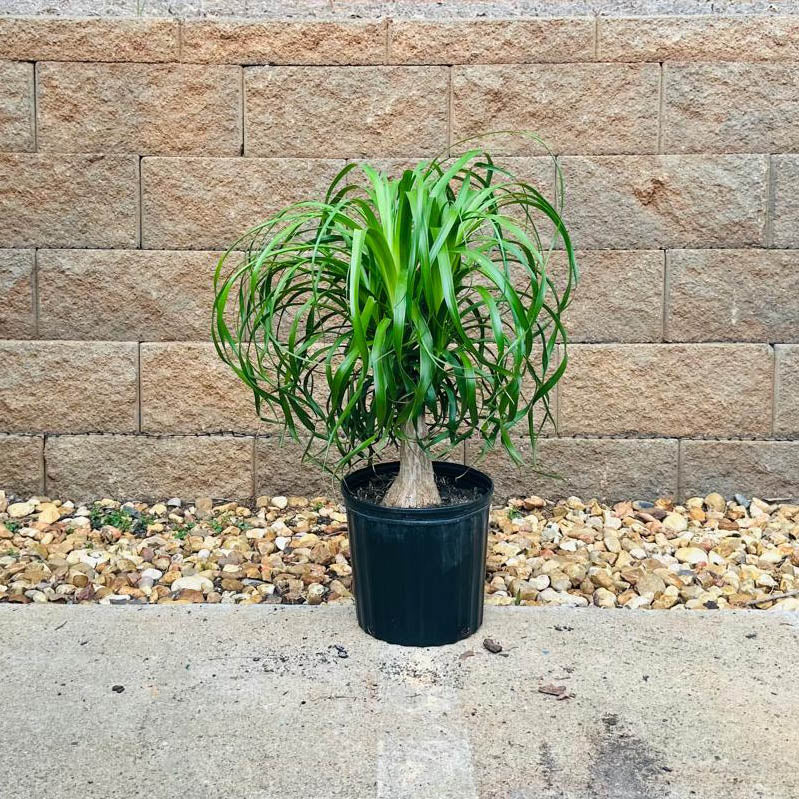 Ponytail Palm Tree