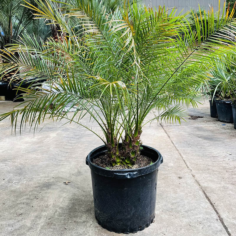 pygmy date palm plant Pygmy Date Palm Tree 15 Gallon