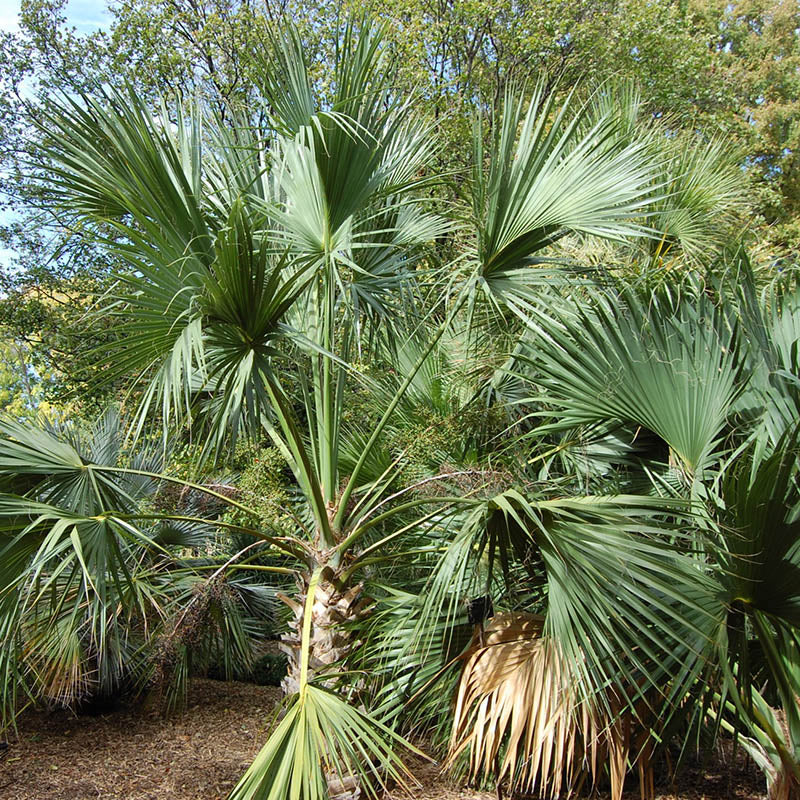 Sabal Palmetto Tree