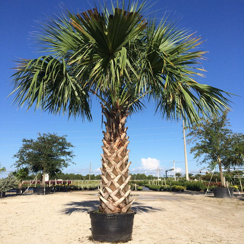 Sabal Palmetto Tree