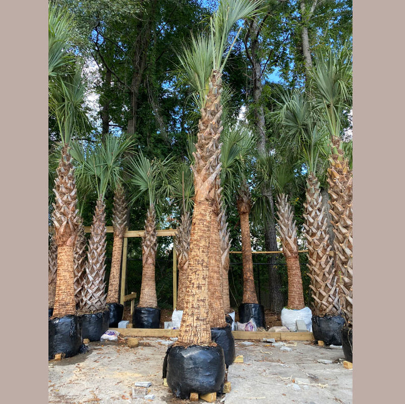 Sabal Palmetto Tree