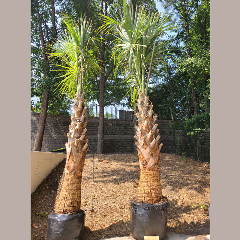 cabbage palm plant Sabal Palmetto Tree Overall Ht: 6-7'