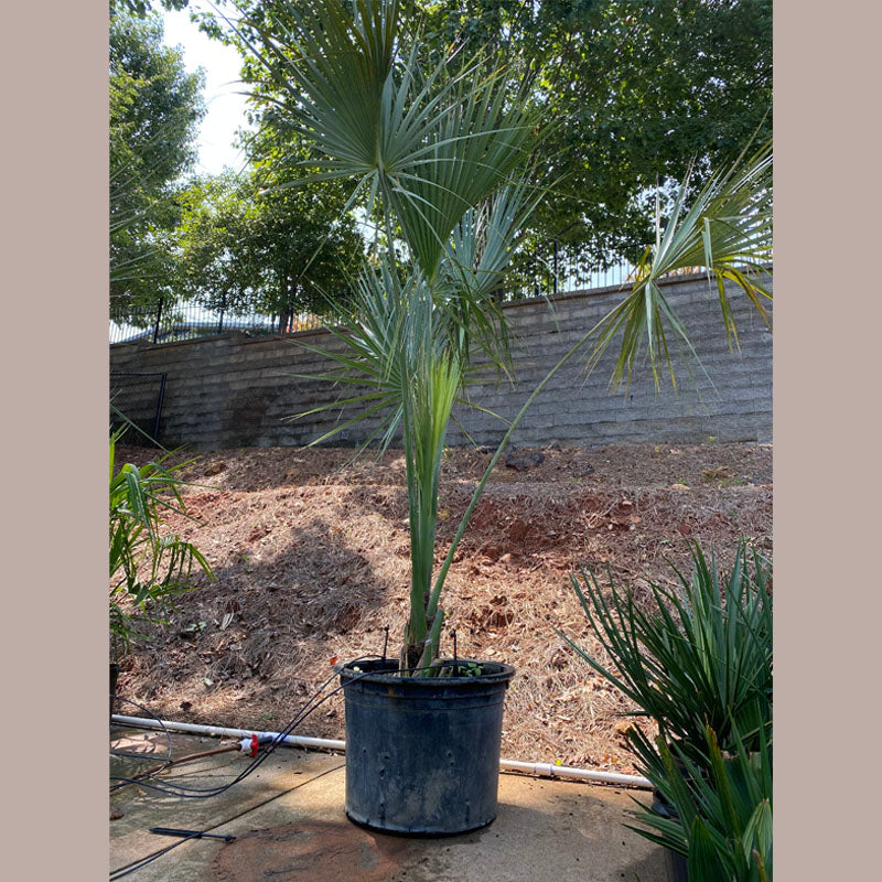 Sabal Palmetto Tree