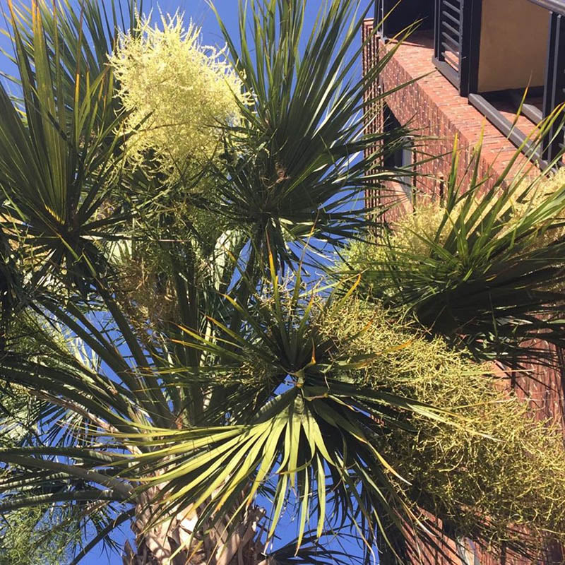 Sabal Palmetto Tree