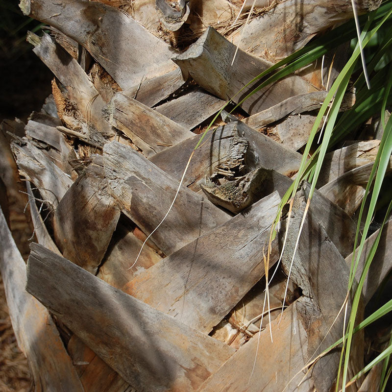 Sabal Palmetto Tree