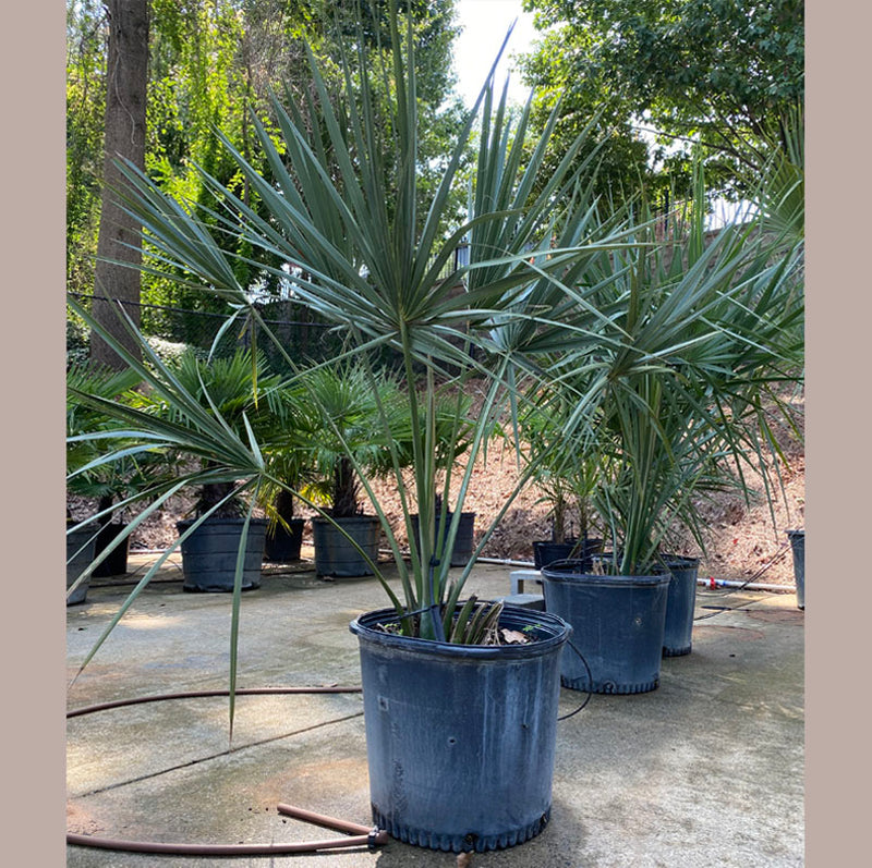 Sabal Palmetto Tree