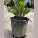 Sago Palm