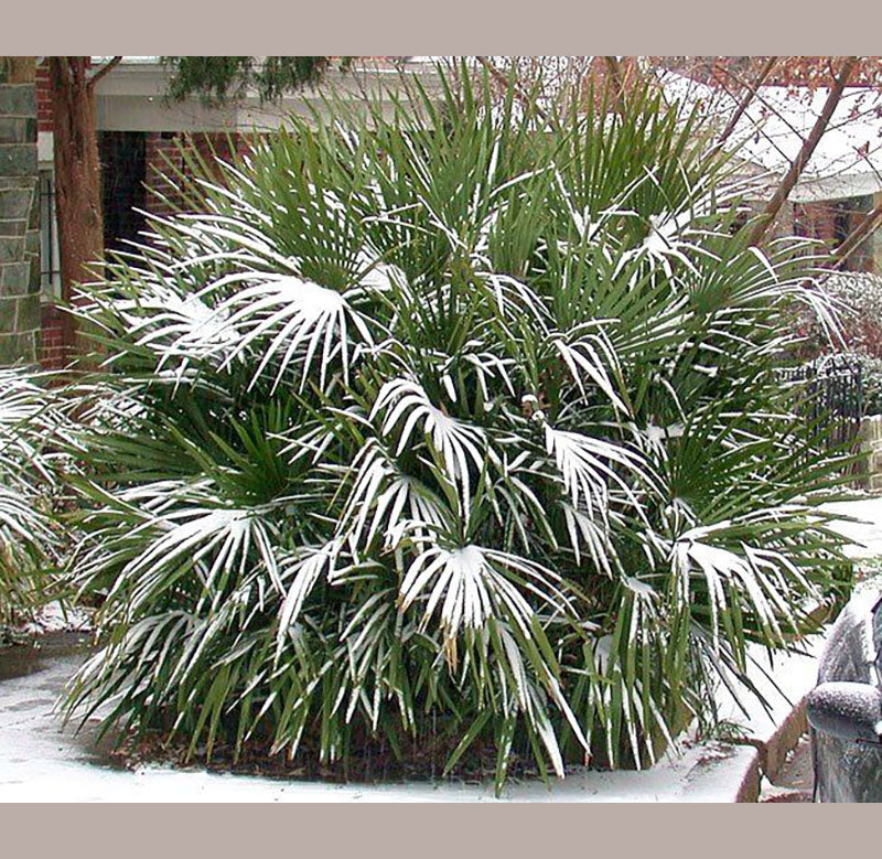 Needle Palm Tree