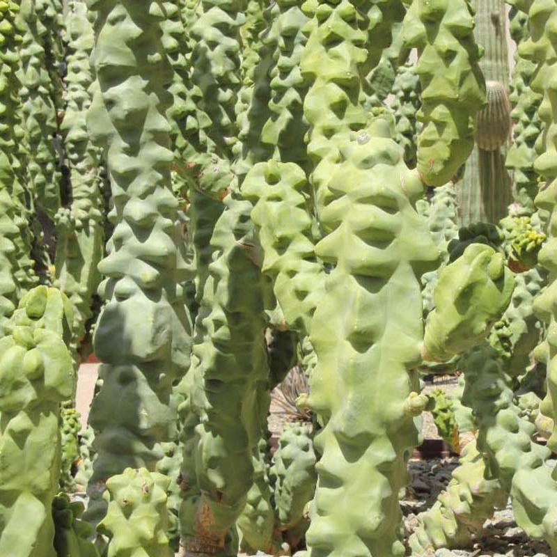 Major Totem Pole Cactus (Cutting)