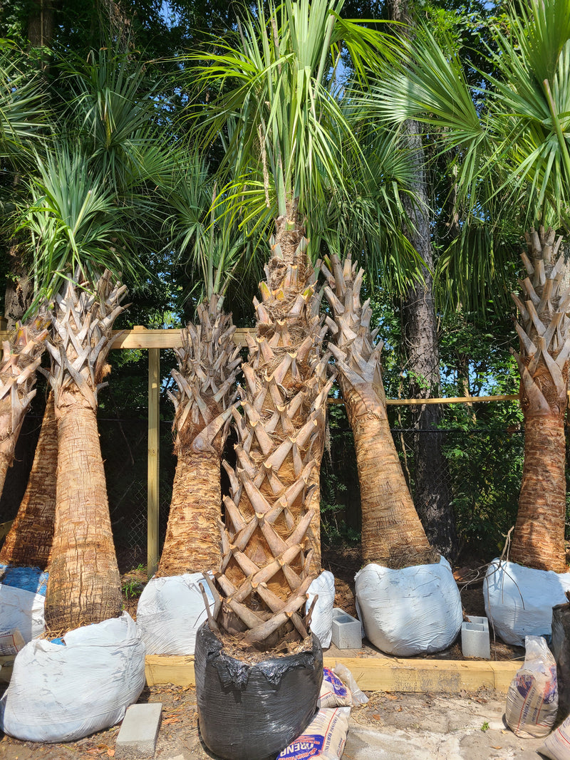 large sabal palm trees