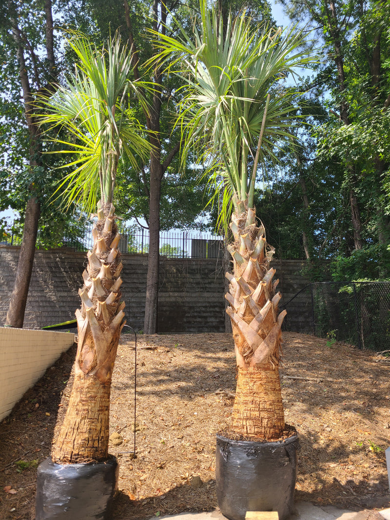 large sabal palmetto trees