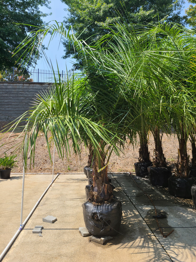 mule palm tree root ball