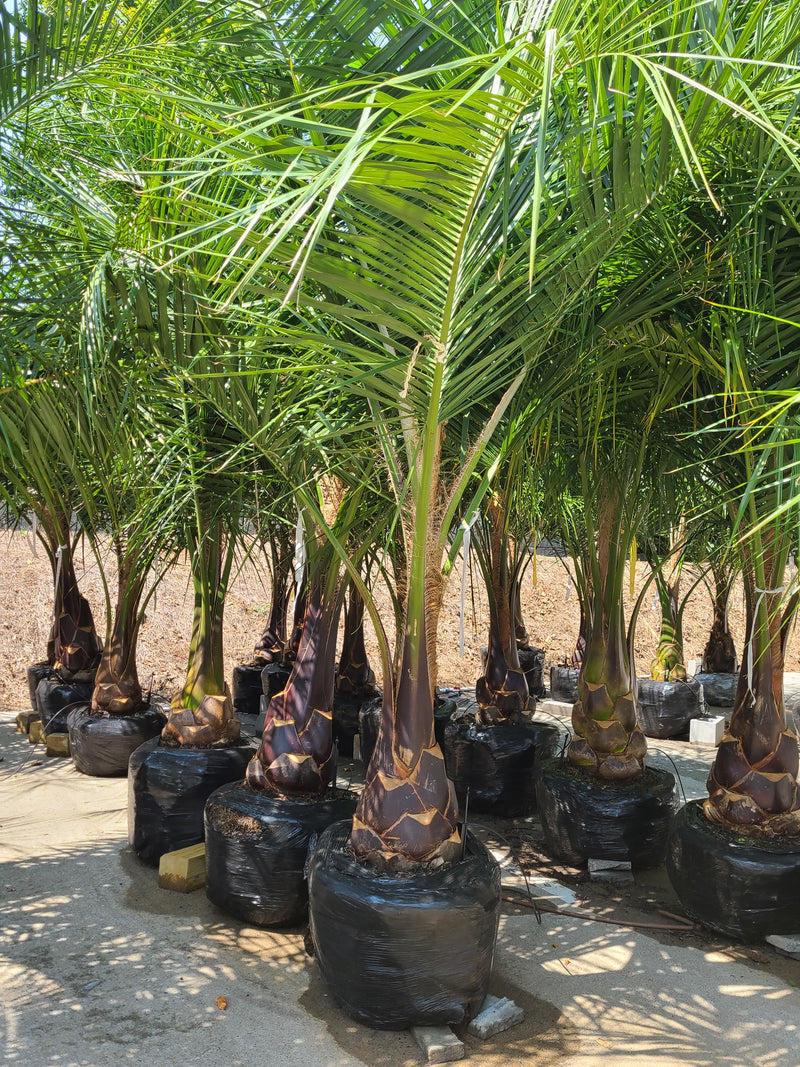 grouping of mule palms