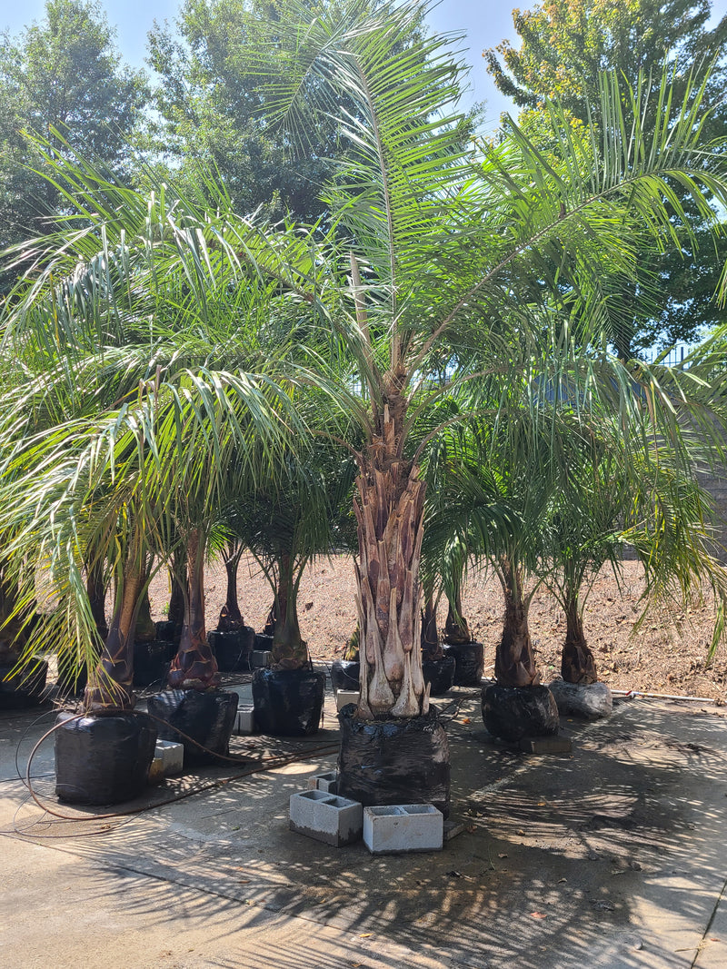 grouping of mule palm trees at Atlanta Palms