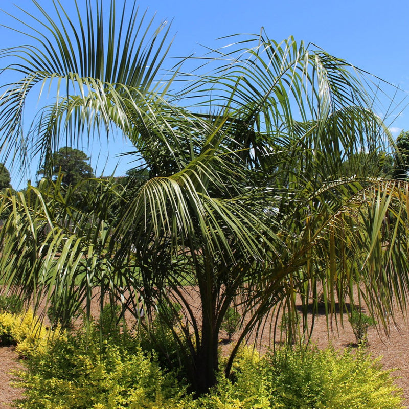 mule palm tree Atlanta