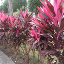 Red Sister Plant