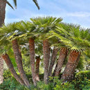 European Fan Palm Tree