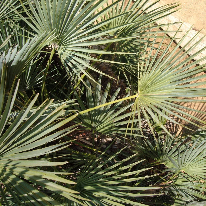 European Fan Palm Tree