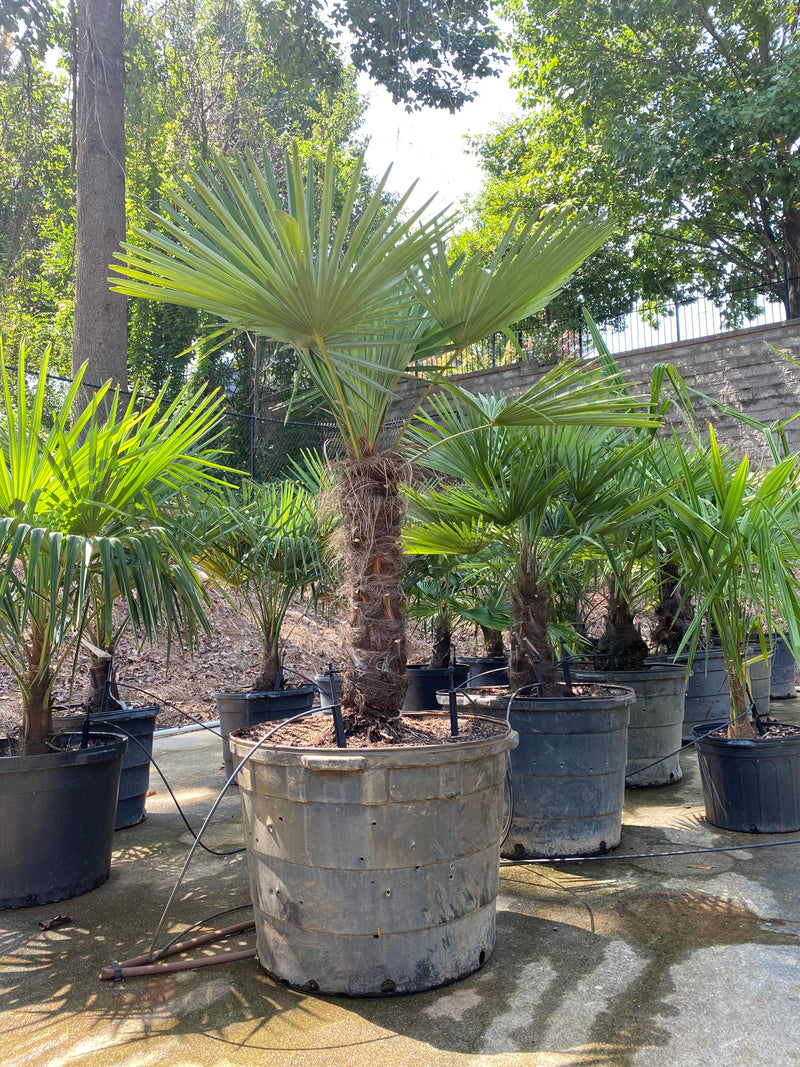 Windmill palm trees at palm tree nursery atlanta