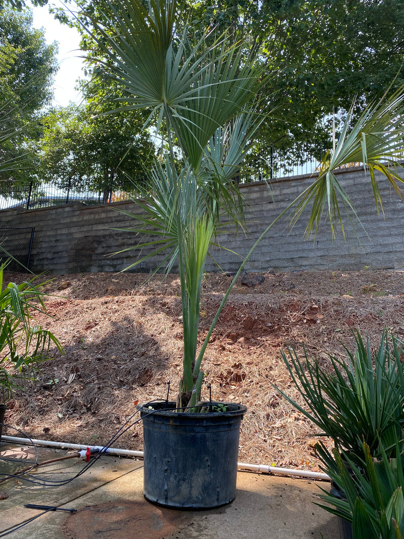 sabal palms from Atlanta Palms