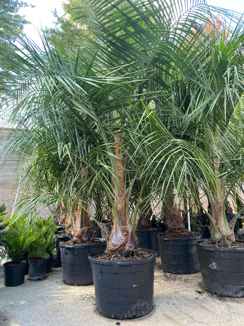 mule palm trees in containers