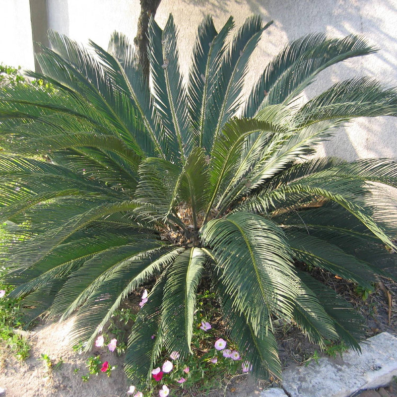sago palm tree seeds