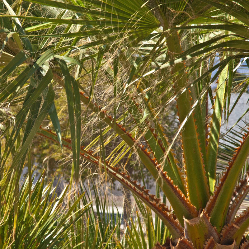 Mexican Fan Palm Tree