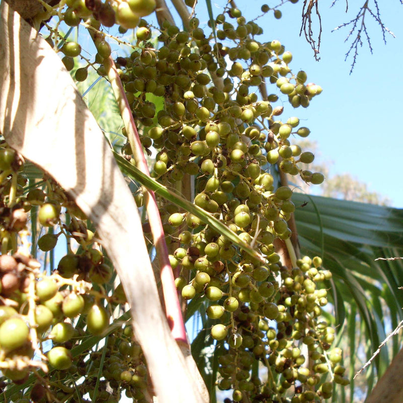 Mexican Fan Palm Tree