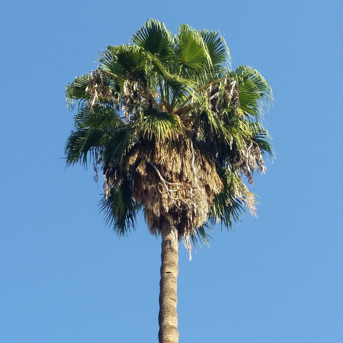 palm tree looking plant Mexican Fan Palm Tree