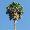 Mexican Fan Palm Tree