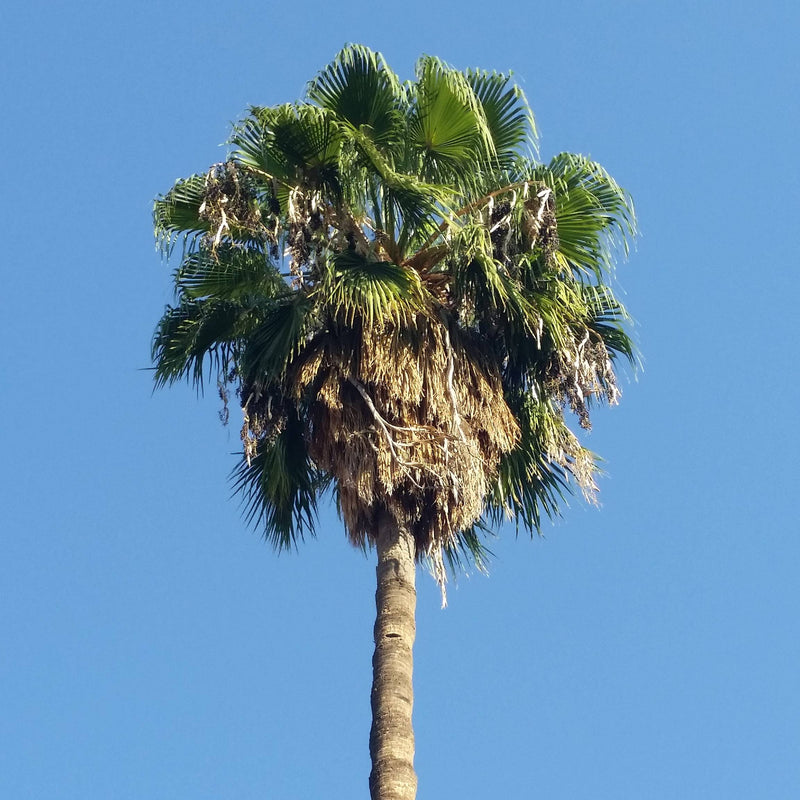 Mexican Fan Palm Tree