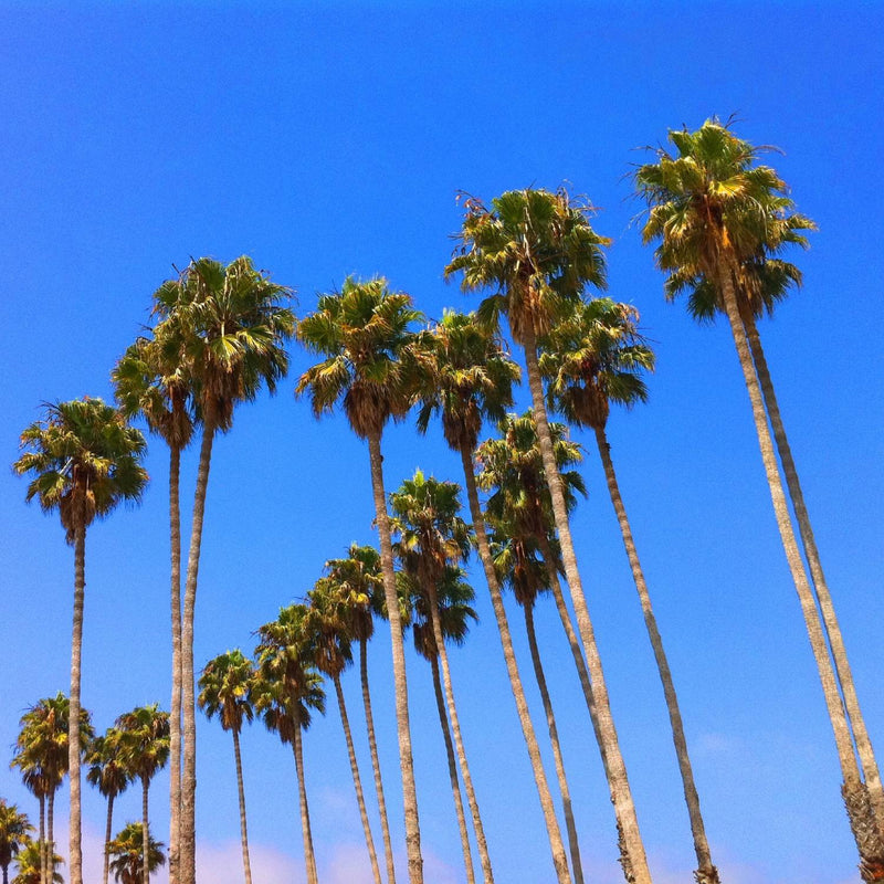 Mexican Fan Palm Tree