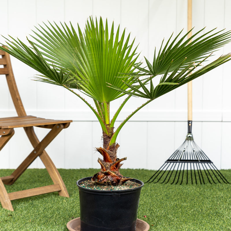 planting a fan palm Mexican Fan Palm Tree 15 Gallon