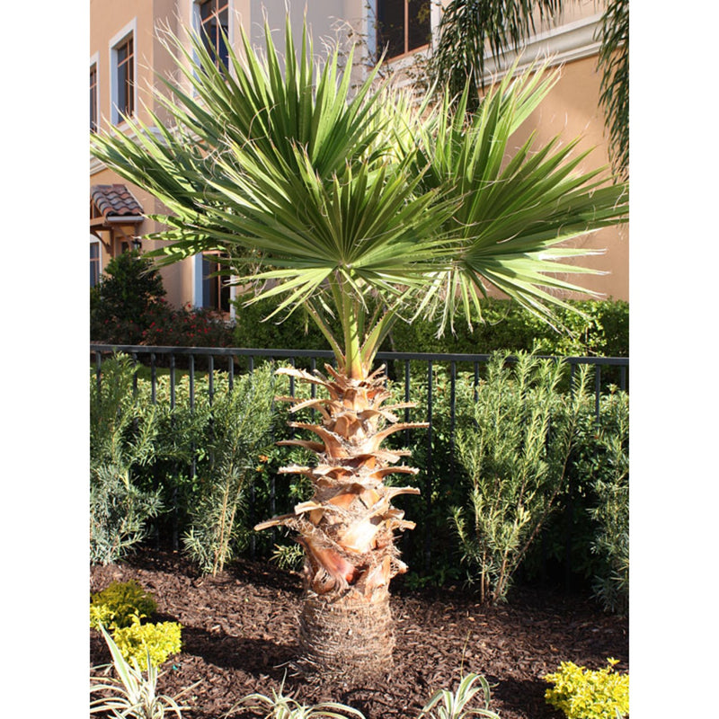 outdoor palm plants home depot Mexican Fan Palm Tree 15 Gallon