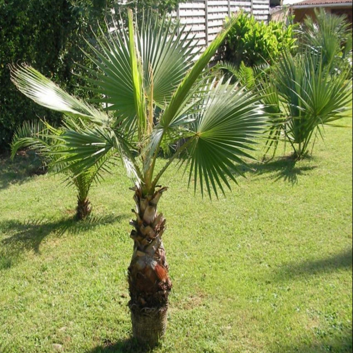 mexican palm plant Mexican Fan Palm Tree 15 Gallon