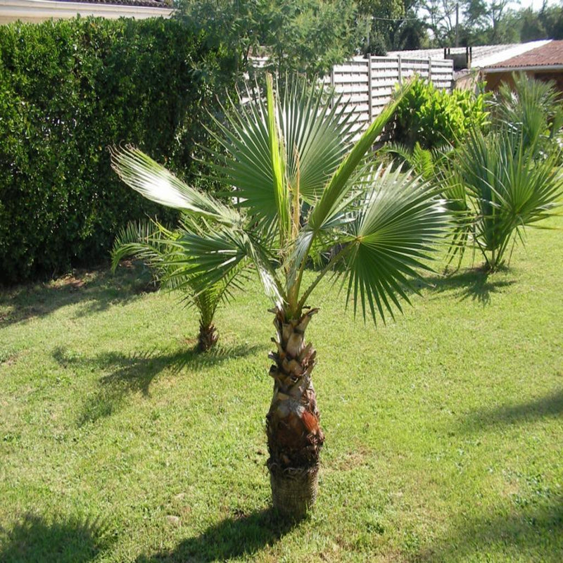 Mexican Fan Palm Tree