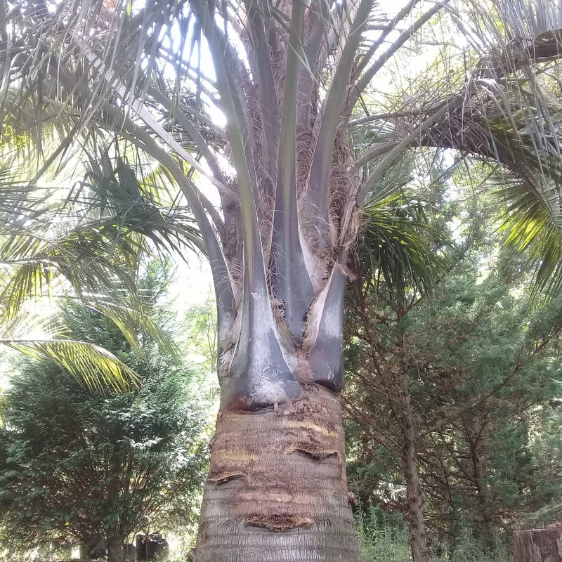 mule palm