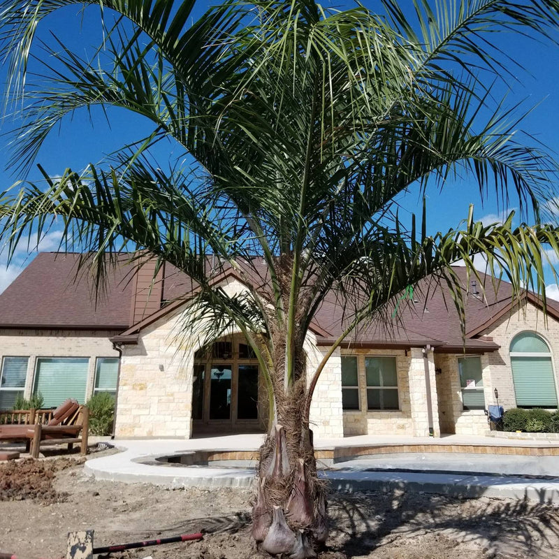 mule palm trees as a landscape feature