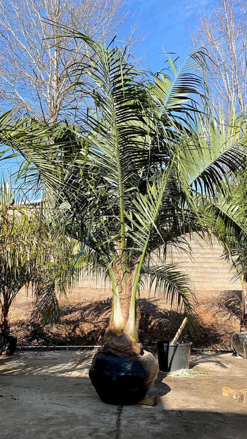 large mule palm tree for sale