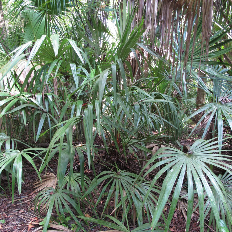 Needle Palm Tree