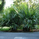 Needle Palm Tree