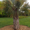 Pindo Palm Tree