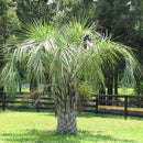 Pindo Palm Tree