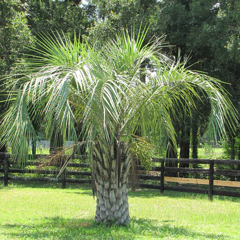 planting a pindo palm Pindo Palm Tree | Cold Hardy