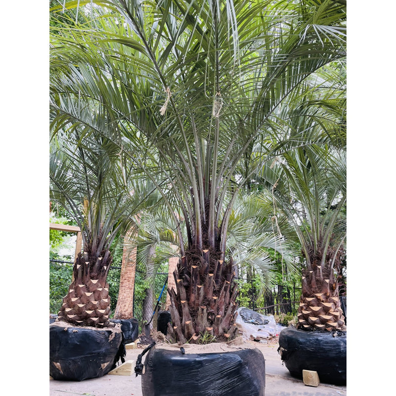 Pindo Palm Tree