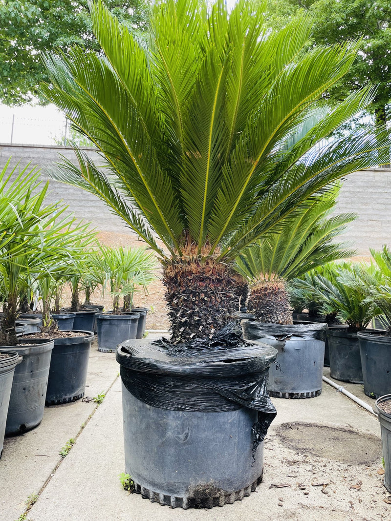 17 Small or Dwarf Palm Trees For Home Gardens