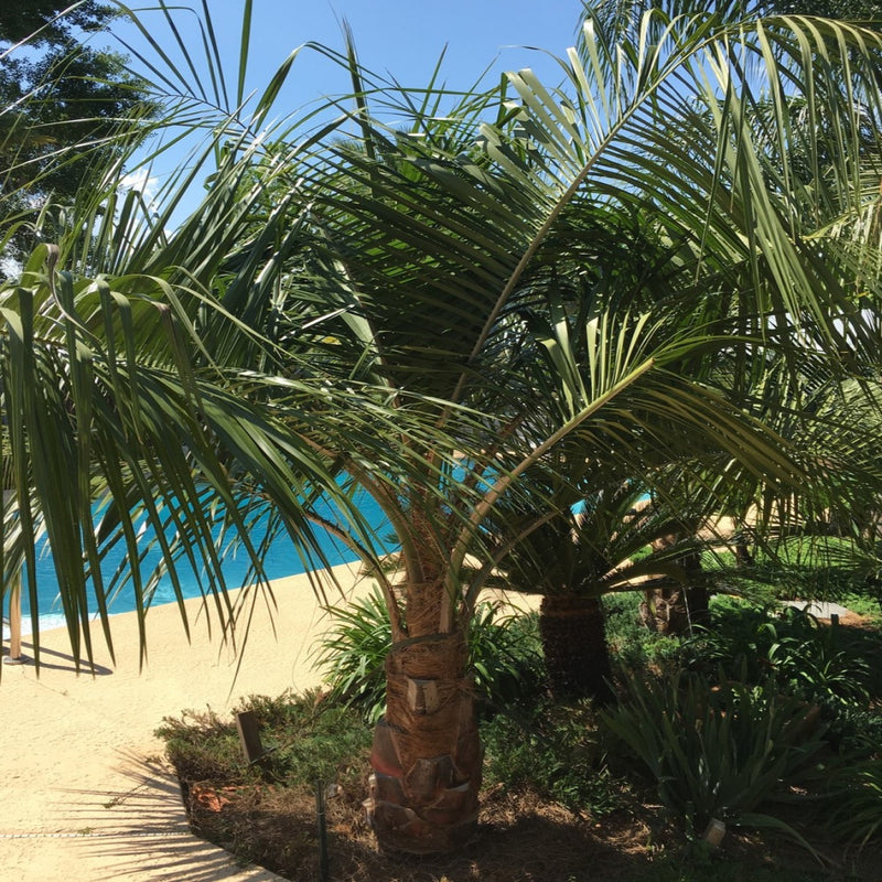 mule palm tree by pool