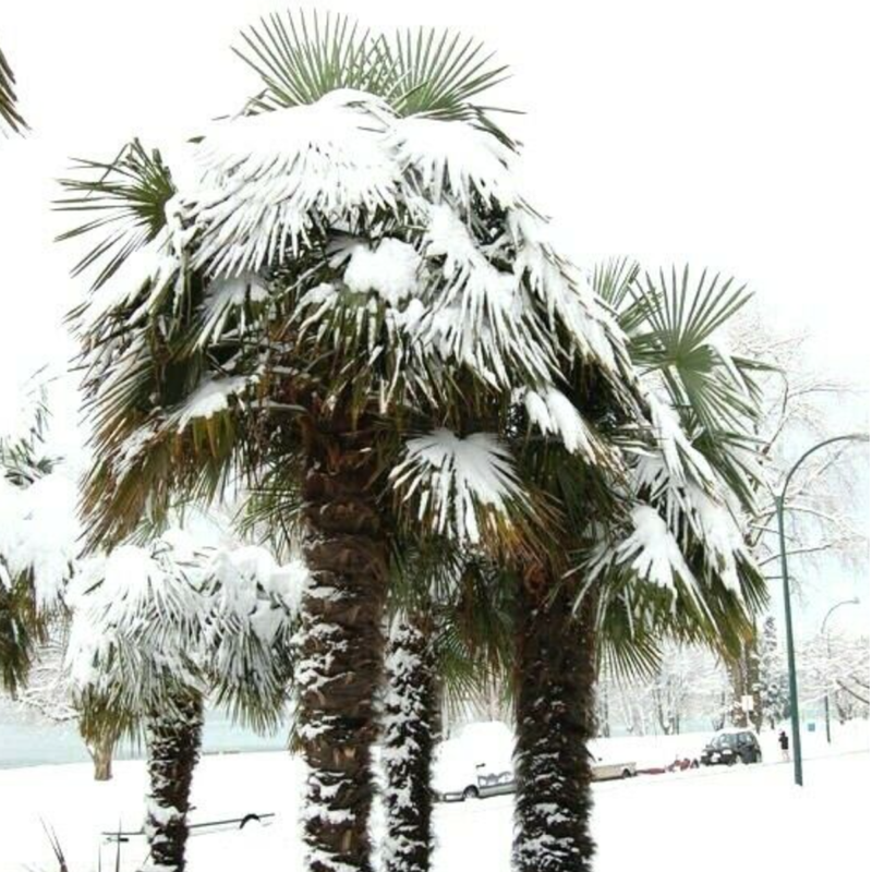 windmill palm tree in winter