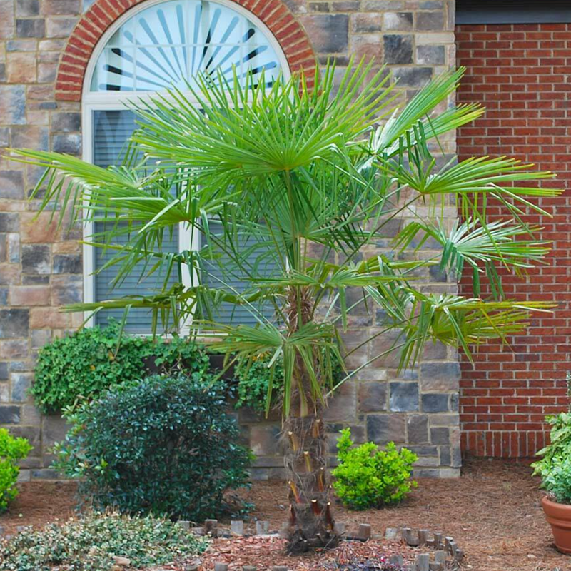 windmill palm as home landscape feature