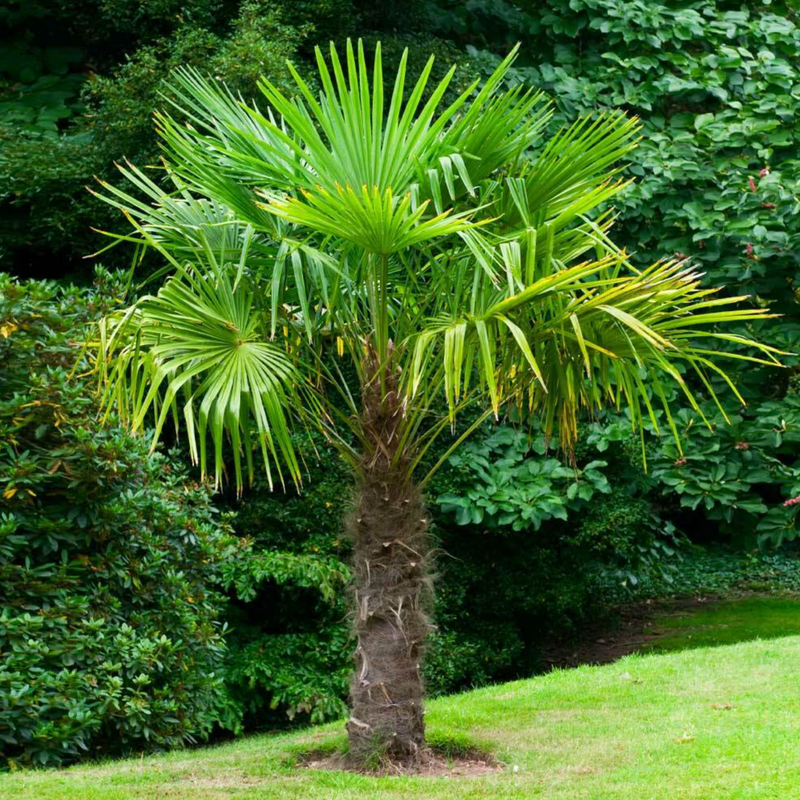 Windmill palm tree
